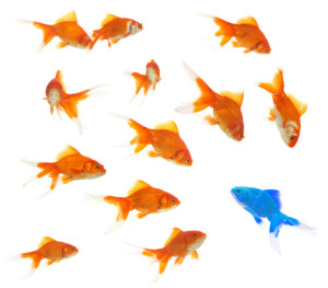 Apartments in Uptown Houston, Galleria Area A school of goldfish on a white background.
