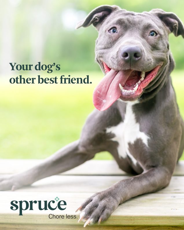 Apartments in Uptown Houston, Galleria Area Your dog's other friend - spruce. Discover the perfect apartments in the Galleria Area for you and your furry companion at Spruce Apartments. Located in Uptown Houston, our pet-friendly