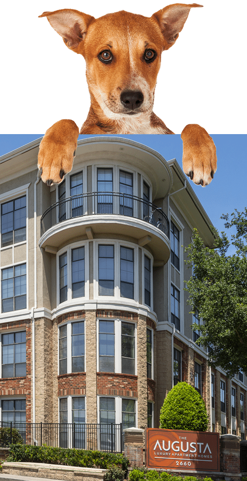 Apartments in Uptown Houston, Galleria Area A dog is standing in front of an apartment building in Uptown Houston.