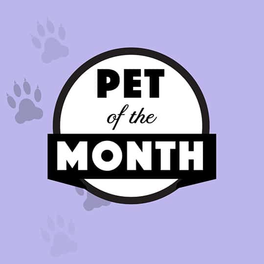 Apartments in Uptown Houston, Galleria Area Pet of the month logo on a purple background showcasing apartments in Uptown Houston.